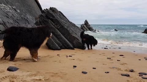 Bernese Mountain Dog trying to get puppy to stay out of the waves