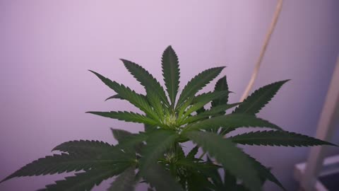 MARIJUANA FLOWERING STAGE