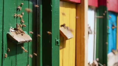 Colorful houses for domestic bees. A large number of bees fly to their uuli carrying honey