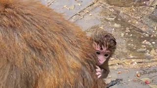 Baby monkey cute animals 18