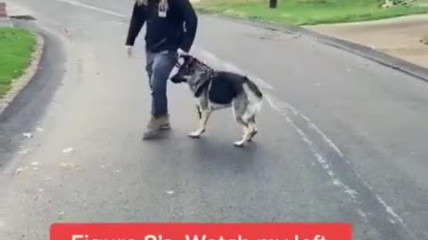 How to teach leash stop pulling training 🦮🦮🐕‍🦺