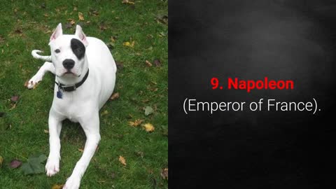 Top ten powerful names to name your dog (male and female)