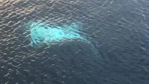 Drone Captures Huge White Manta Ray