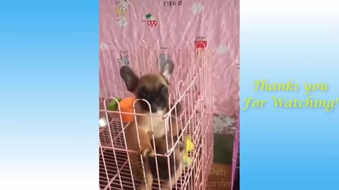 💗Cute And Funny Pets Try Not To Laugh To These Pets2021💗