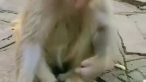 Monkey playing with baloon