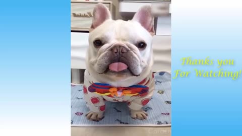 Cute Pets And Funny Animals Compilation Try to not Fall in Love with these Pets