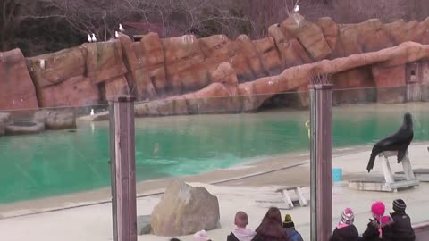 Amazing SEA LION Show