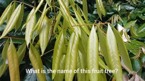 What is the name of this fruit tree? The fruit is very tasty to eat.