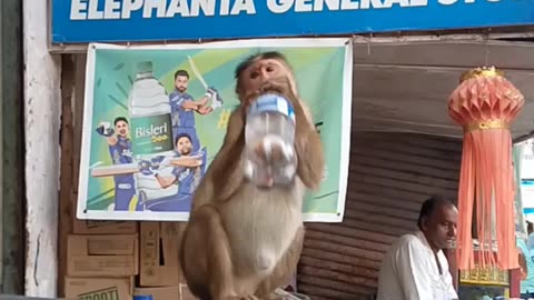 “Thirsty Primate: Captivating Moments of Monkeys Drinking Water!”