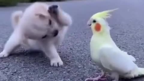 Funny Dog Fights 2022 Video Clips #shorts