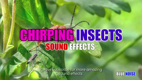 Insect chirping sound effects