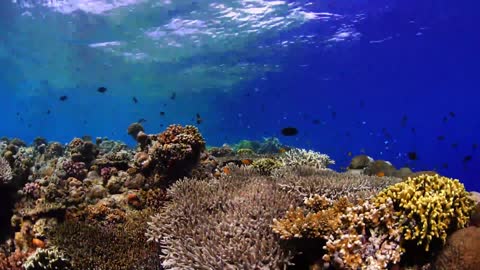 Mysterious underwater world, magical coral clumps