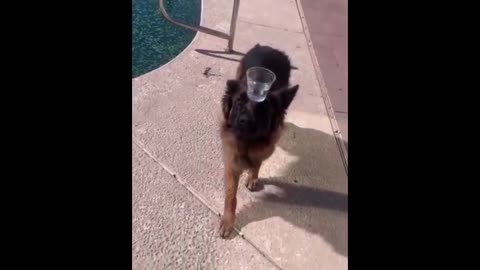 Funny and cute German shepherd dog funny moment