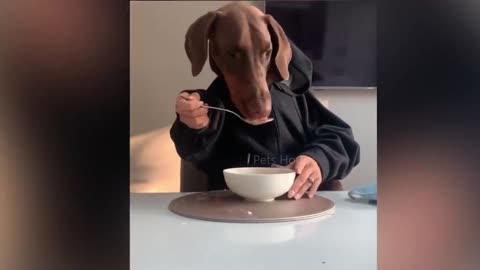 Funny dog eating with two hand like human