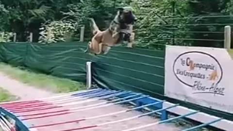 Dog jumping #shorts