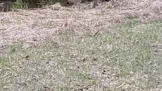 Mountain Lion Cubs Call for Mama