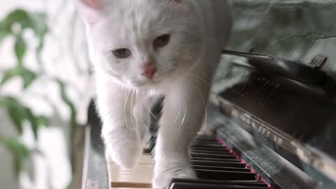 A Cat Walking Over The Piano Keyboard