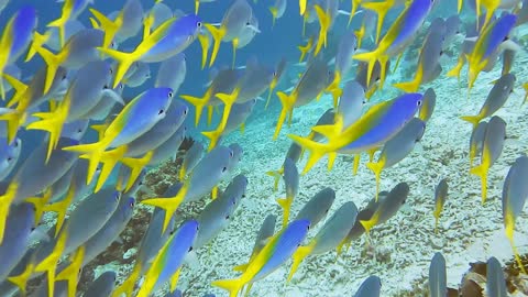 Underwater Sea Life Adventure with Uplifting Music