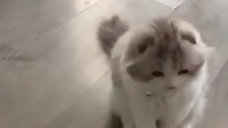 Funny and Cute Cats Videos #110 │ Gadis Sekarwangi