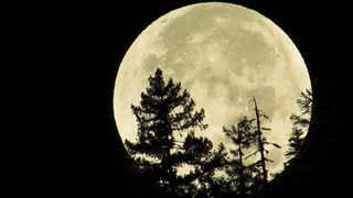 Moon setting over a forest hillside