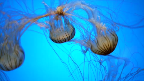 Amazing and shining Jelly Fish