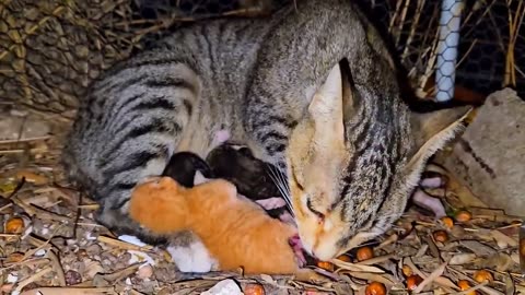 Mother cat calls for help_ the newborn kittens crying_ episode 1