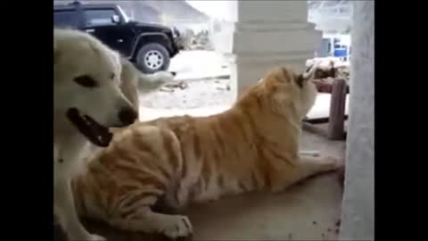 dogs play with tiger woow.mp4