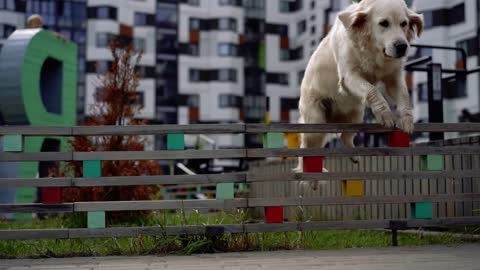 the beauty of slow motion - a dog jumping over the fence in a modern city