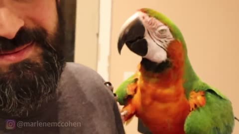 talking cockatoo throwing tantrums