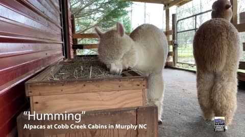 Humming with Alpacas at Cobb Creek in Murphy NC