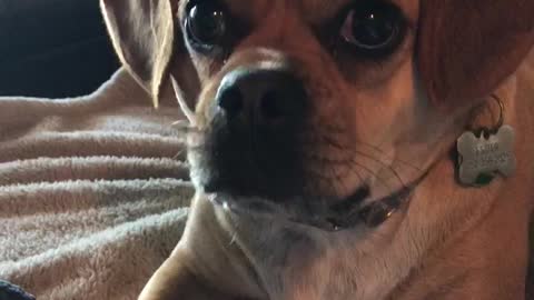 How Big Can Puggle Eyes Get?