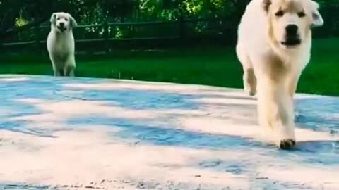 🥰 Two Cute Dog Running to his Owner 🐶 #cuteo #shorts #dogs #animals #cute