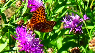 Great spangled fritillary