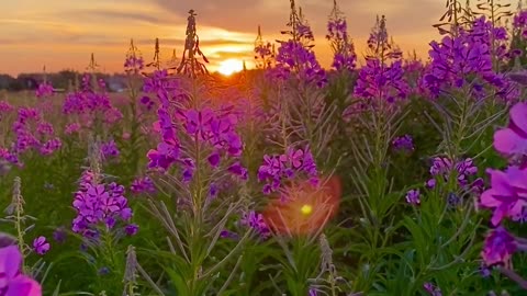 beautiful flower videos for your editing material