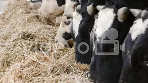 Cow Eating Hay In Farm Barn Agriculture Dairy Cows In Agricultural Farm Barn Stable