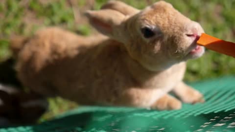 Feeding Lovely Rabbit Close Up. Care and Love to Animals Concept