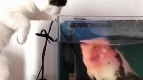 cute cat Play with fish 🐠🐠