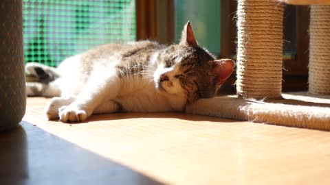 Kitty sleeping at home under the sunshine.. so lovely