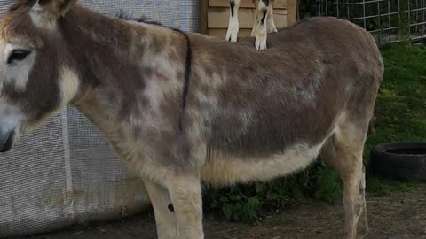 Goat Goes for a Ride on Donkey's Back