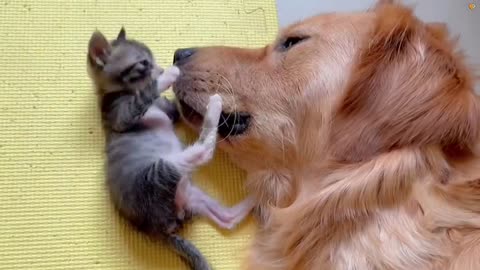 Ultimately sweet cute moments golden retriever & tiny kitten