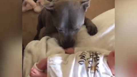 Pitbulls y Bebe