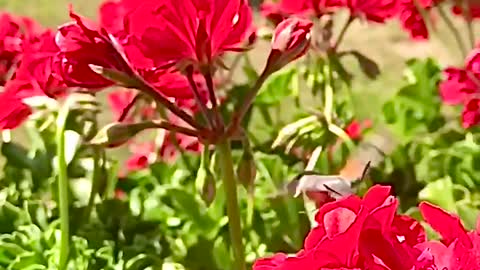 Colibri Bug, slow motion. Macroglossum stellatarum