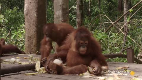 Baby Orangutans Learn How to Crack Coconuts