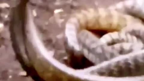 The cat and the snake are playing#wildanimals #snake #snakesoftiktok #animals