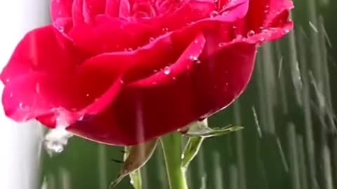 A scene of rain falling on a rose flower