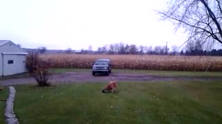 Hercules at my friend Joann's playing with the ball 10-08-2014