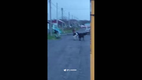 The bear leisurely strolled along the streets, not paying attention to people and cows.