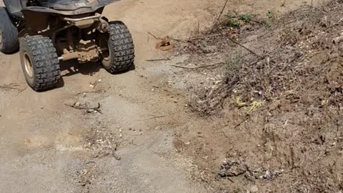 Young Western diamondback rattlesnake