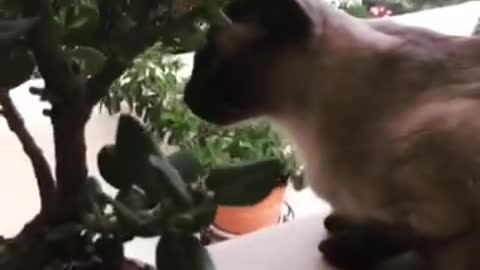 My new bonsai tree with my siamese cat