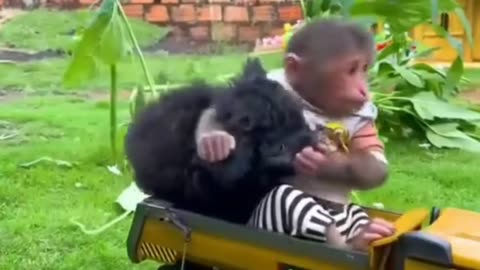 Adorable Dog and Playful Monkey's Heartwarming Friendship – Must See Video!